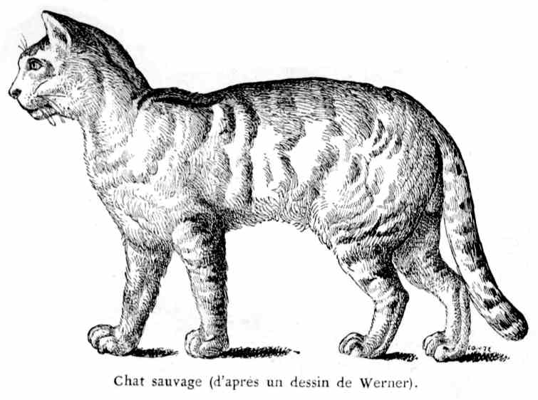 Chat sauvage (d'après un dessin de Werner).