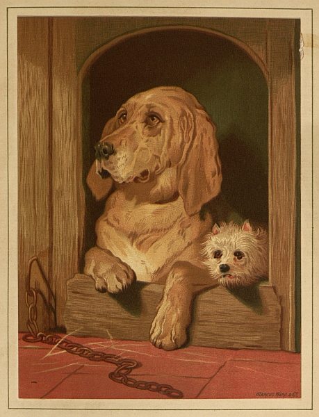 Hound and very small white toy dog looking out of door of doghouse