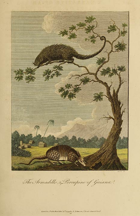 The Armadillo & Porcupine of Guiana.