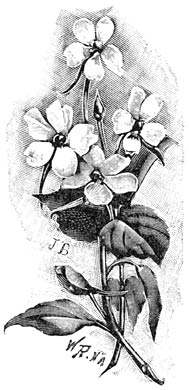 Fig. 109. Impatiens Sultani.