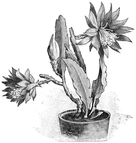 Fig. 190. Phyllocactus.