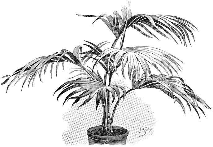 Fig. 228. Kentia Balmoreana.