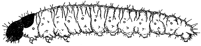 Fig. 21