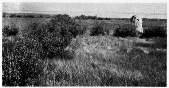 The inner portion of the marsh.