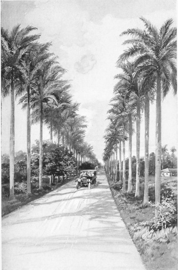 AN AVENUE OF PALMS

The splendid highways which under the Republic have been created in all
parts of Cuba have not been left as mere roadways, but have been
provided with hundreds of thousands of shade trees, for the comfort of
travellers as well as for the scenic beauty which they enhance. There
are hundreds of miles of driveways shaded and adorned with stately palms
or other trees, like that shown in the illustration.