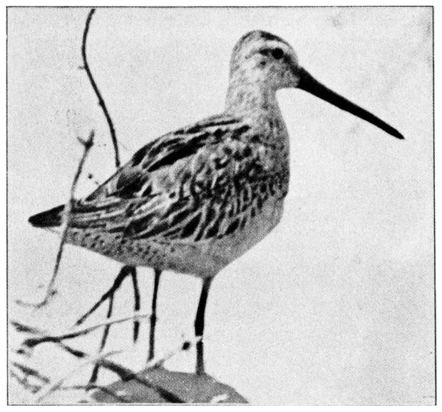 LONG-BILLED DOWITCHER.