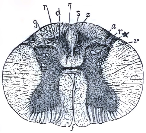 Spasm of flexors