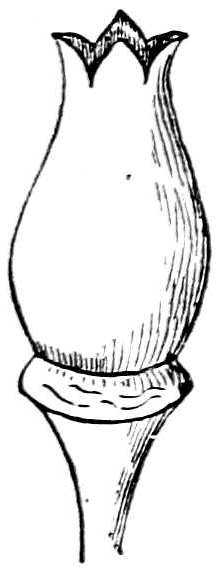 Fig. 188