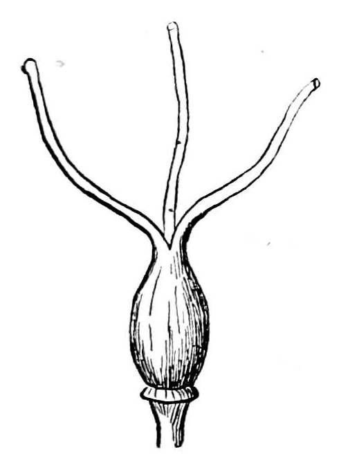 Fig. 191