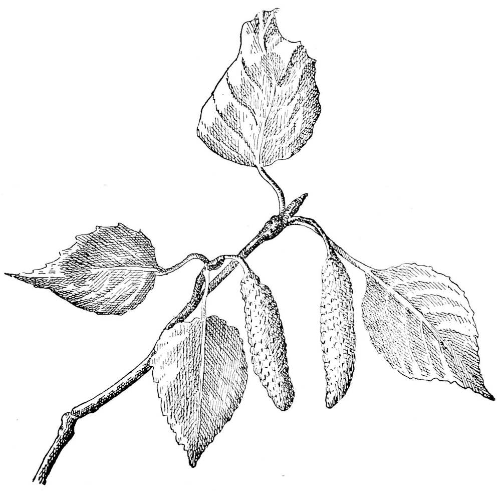 Branch and leaves