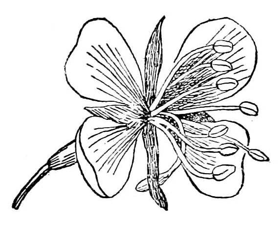 Fig. 235