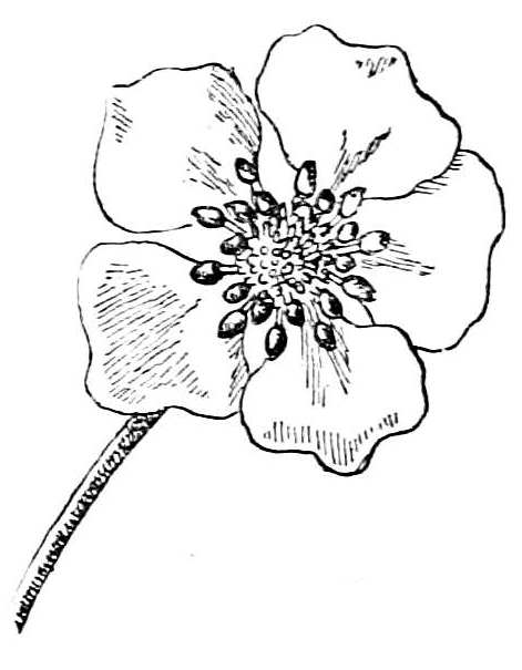 Fig. 239