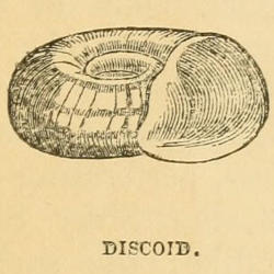 DISCOID.