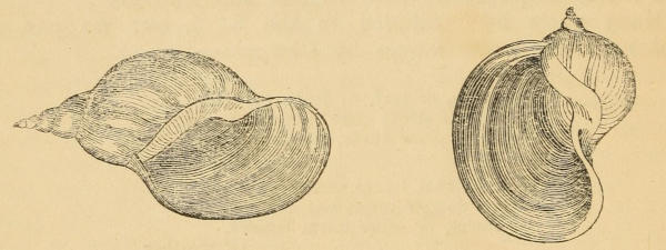 L. stagnalis, the Common Limnea, two views